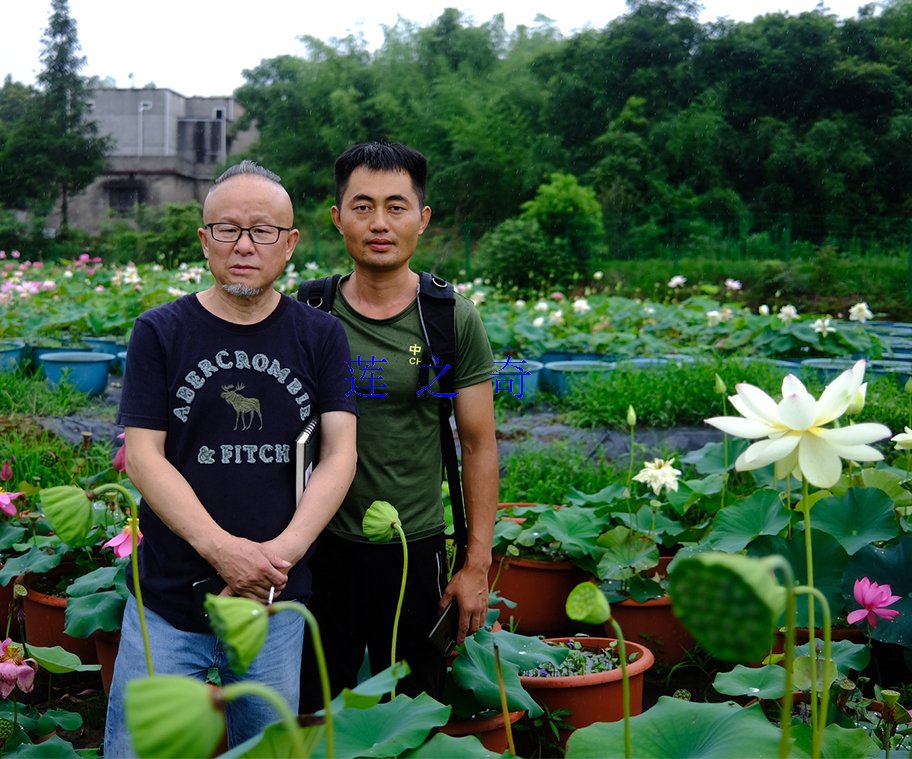 湖南省著名画家考察莲之奇种植基地