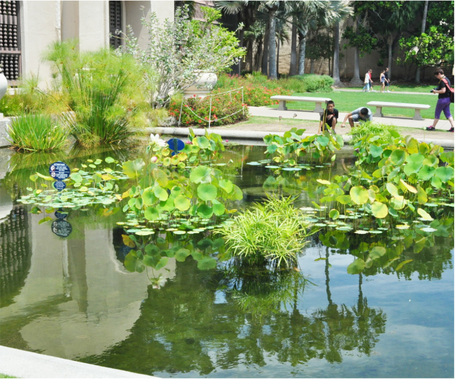 水生植物应用景观案例