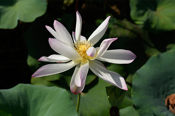 <b>庭院池塘种植荷花</b>