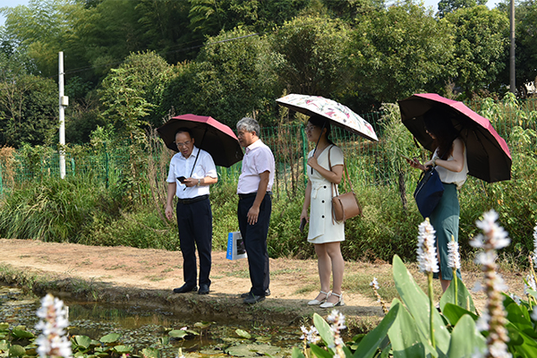 莲之奇种植基地