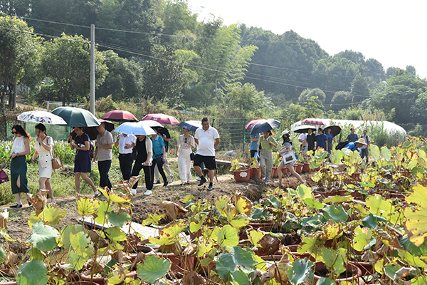 莲之奇种植基地