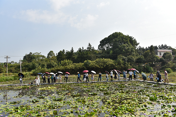 莲之奇种植基地