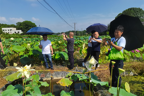 莲之奇荷花种植基地