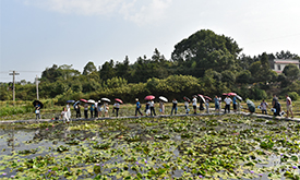 睡莲种植区