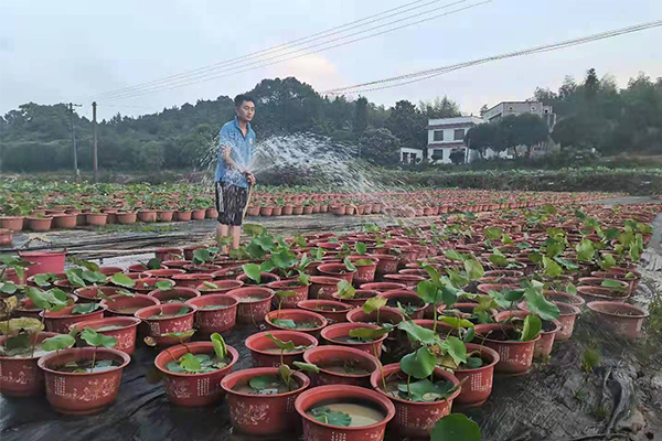 挺水植物，浮水观赏植物