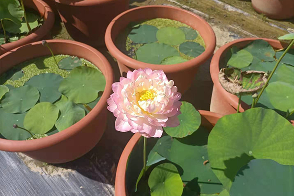 挺水植物，浮水观赏植物