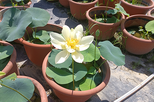 挺水植物，浮水观赏植物