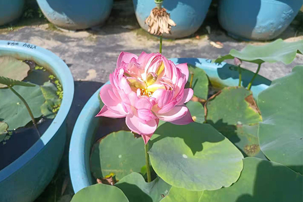 挺水植物，浮水观赏植物