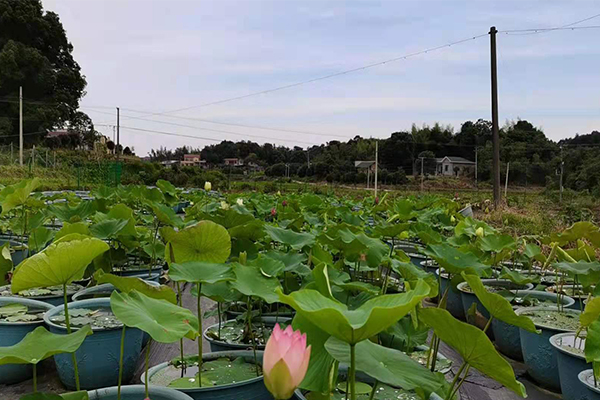 荷花基地