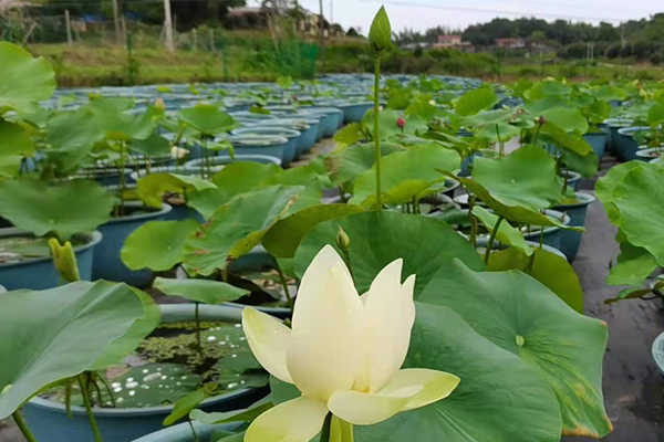 荷花基地