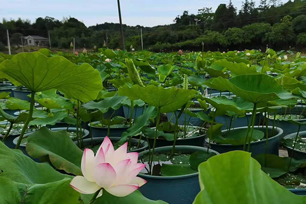 荷花基地