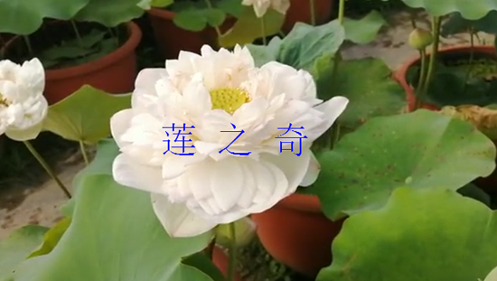 <b>荷花盛开</b>