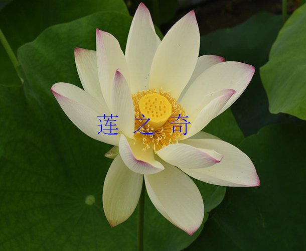 <font color='白带红'>逸仙莲</font>