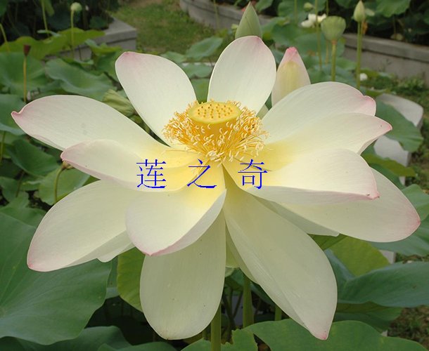 <b><font color='白红'>舞妃莲</font></b>