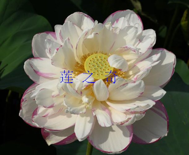 <b><font color='白红'>大洒锦</font></b>