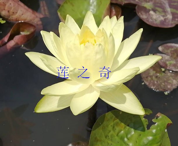 <b>克罗马</b>