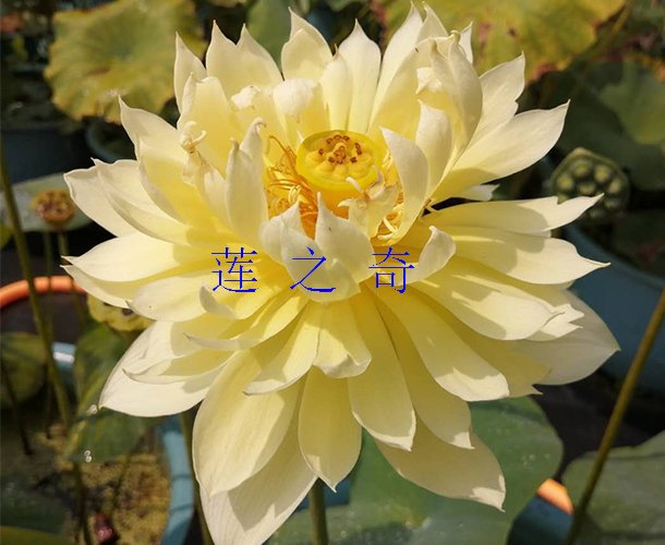 <b><font color='黄色'>秣陵秋色</font></b>