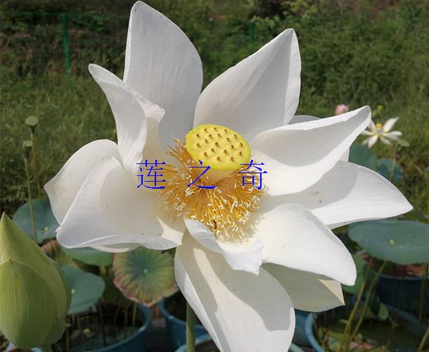 <b><font color='红白'>白洋淀白莲</font></b>