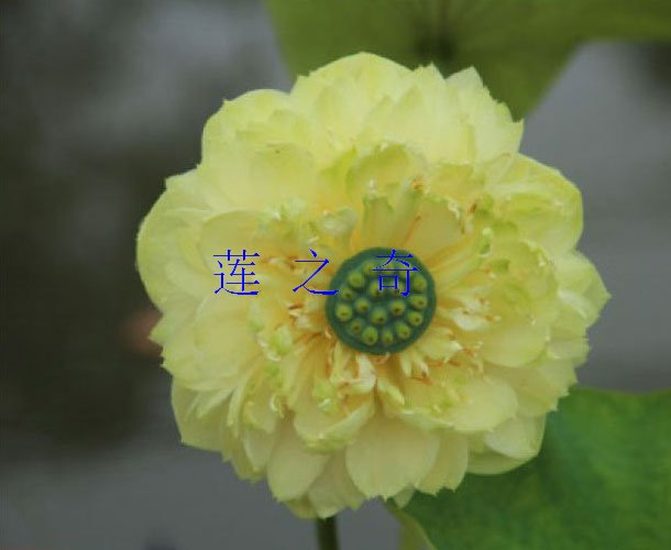 <font color='金黄色'>金翠牡丹</font>