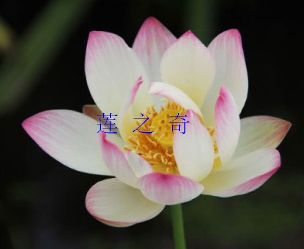 <font color='粉白色'>小微型荷花</font>