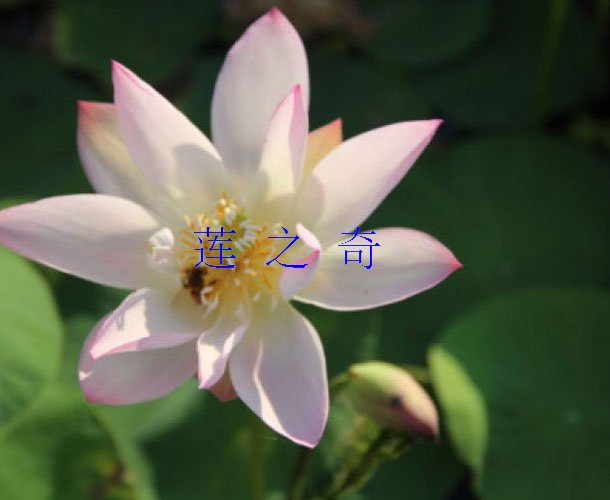 <font color='粉白色'>小微型荷花</font>