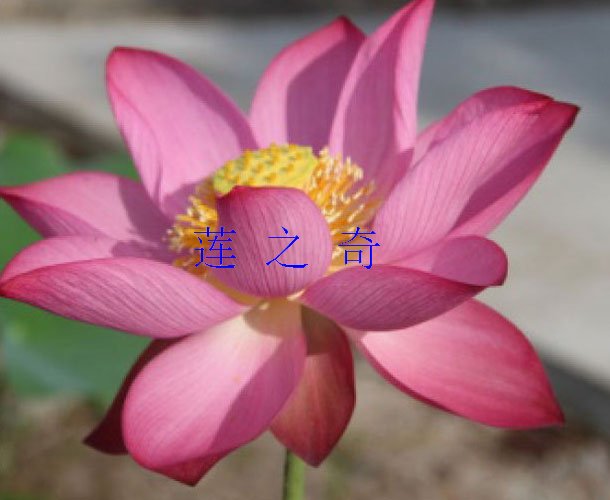 <b><font color='粉白色'>建选35</font></b>