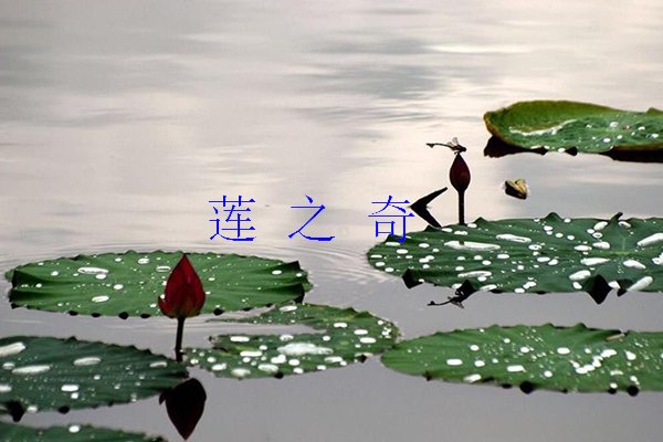 <b>湖泊中种植荷花</b>