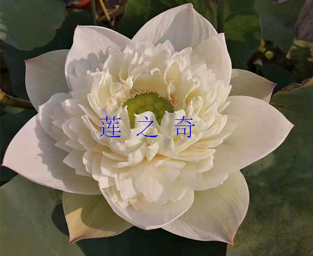 <b><font color='白色'>钟山佛音</font></b>