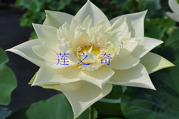 <b>荷花，即莲花</b>