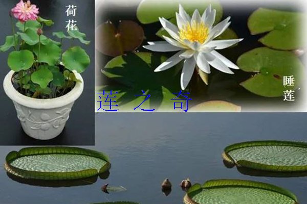 <b>如何区别荷花、睡莲、王莲和芡实？</b>