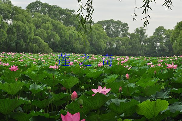 <b>荷花的基本特征</b>