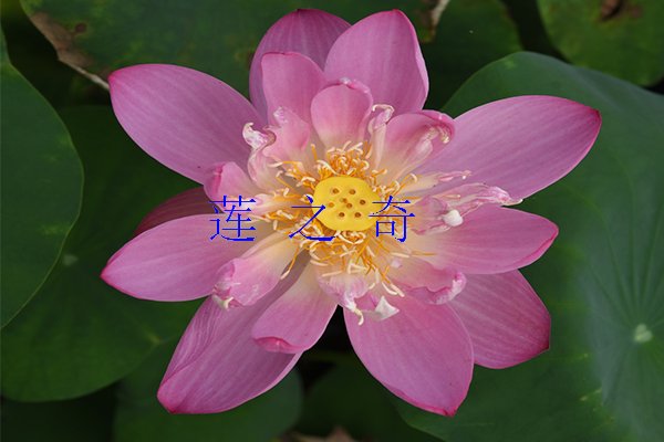 <b>荷花分类</b>