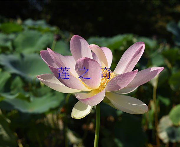 <b>新品种荷花</b>