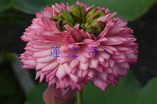 <b>如何欣赏荷花</b>