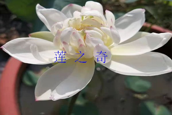 <b>荷花的基本形态特征</b>