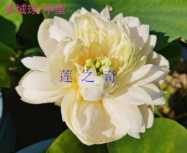 <font color='红色'>雪域球</font>