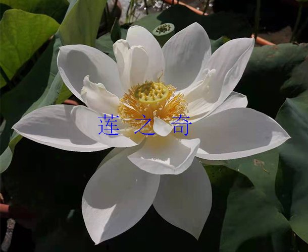 <b>婚纱</b>