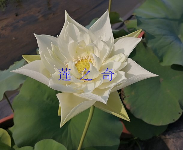 <b><font color='淡白色'>博爱</font></b>