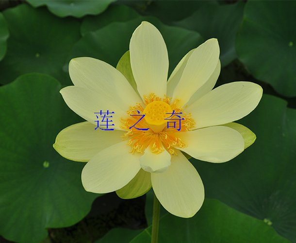 <b><font color='黄色'>美洲黄莲</font></b>