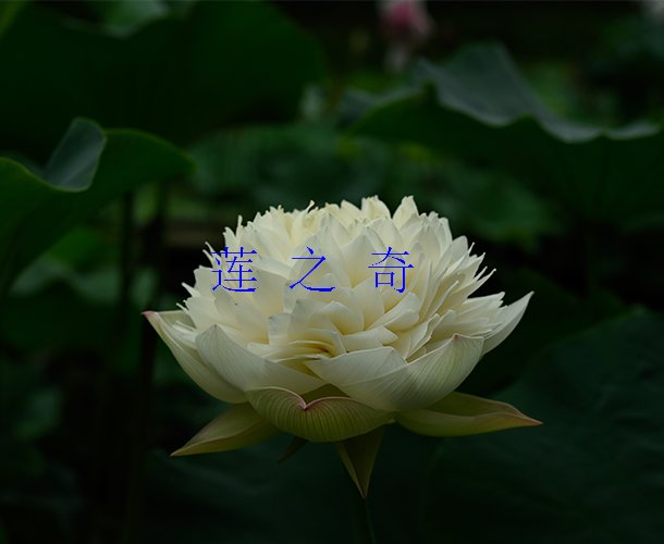 <b> 瓢城帆影</b>