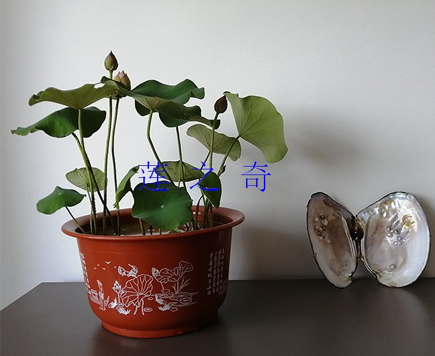 <b>2盆栽荷花</b>