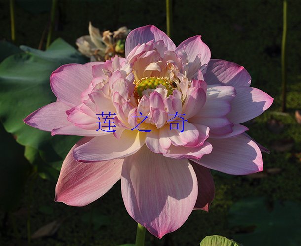 <b>风暴</b>