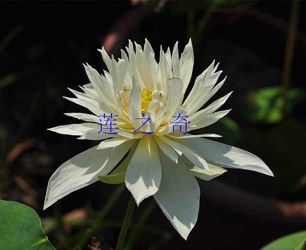 <b>白菊</b>