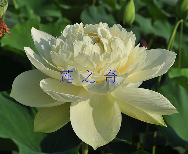 <b>金太阳</b>