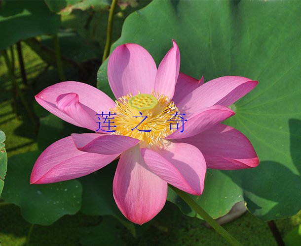 <b>青菱红莲</b>