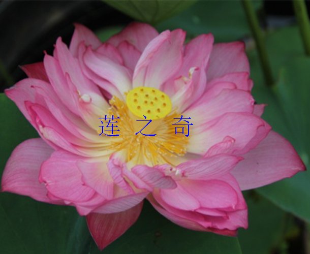 <b>金芙蓉1号</b>