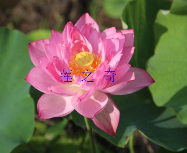 <b>金芙蓉2号</b>