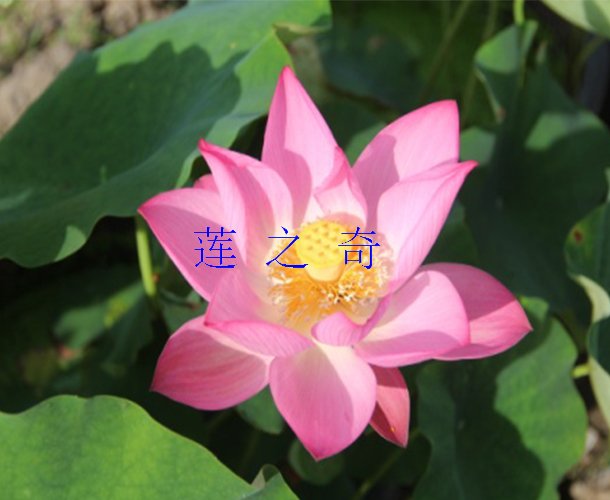 <b><font color='粉红白'>太空莲4号</font></b>