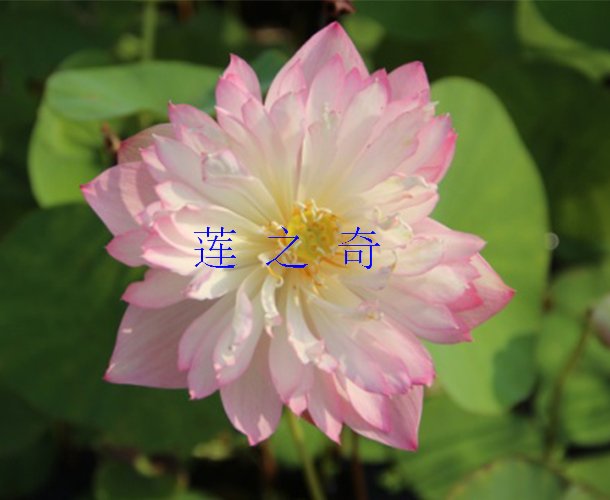 <b>纤丝</b>