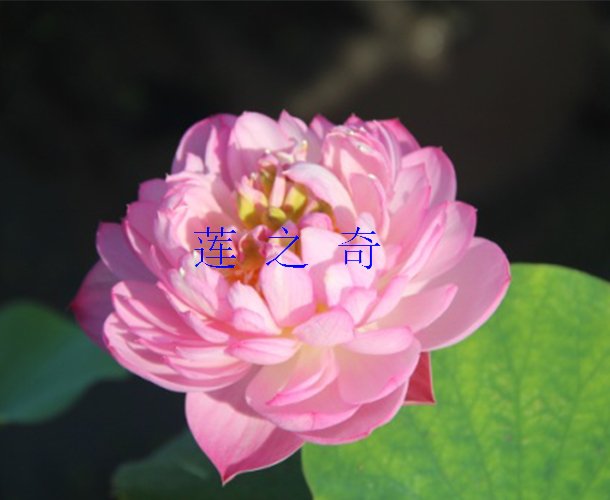 东方明珠